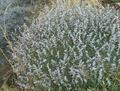 Acantholimon flexuosum